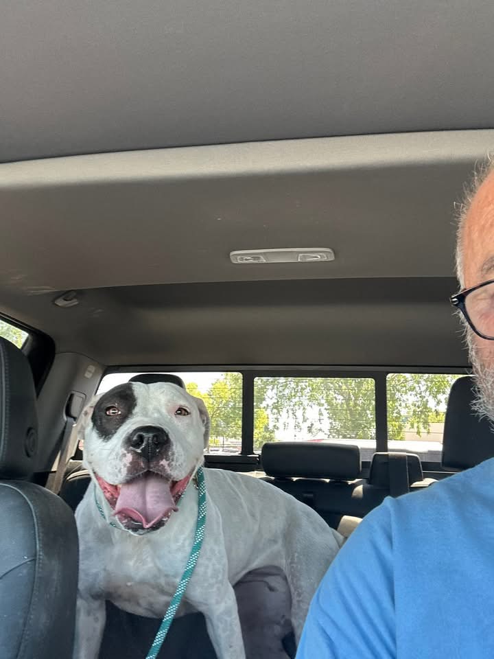 fionaismybitch's tweet photo. We trusted Working Dogs of Nevada.

We trusted them with Dottie.

And they betrayed her in the most sickening, unforgivable way imaginable.

Dottie is not just another dog.
We rescued her over a year ago from the San Bernardino Animal Shelter. She’s the sweetest girl in the world — a pit bull who, like so many of her breed, only wants one thing… to be loved.

Not abused.
Not tortured.
Not starved.
Not treated like her life means nothing.

But that’s exactly what happened.

Dottie is now grossly underweight. Every single rib is visible.
This didn’t happen overnight. This is neglect. This is prolonged suffering.

And the abuse didn’t stop there.

Pictures don’t lie.

Dottie was hung by her leash and violently swung—like a rag doll—over and over again. Not once. Not twice. Repeatedly.

Let that sink in.

A so-called “trainer” — someone who was supposed to help her — could have snapped her neck. Could have killed her.

This wasn’t training.
This wasn’t discipline.
This was pure, intentional cruelty.

We trusted Working Dogs of Nevada with our dog… and they handed her over to a monster.

There is no excuse.
There is no justification.
There is only accountability.

Dottie deserved protection.
She deserved compassion.
She deserved nourishment.
She deserved better than this.

And we will not stay silent.

Justice for Dottie isn’t optional — it’s necessary.

Because if this is what happens behind closed doors, how many other dogs have suffered the same fate?

We are demanding answers.
We are demanding accountability.
And we will fight like hell to make sure this never happens again.

If you stand with Dottie… speak up. Share this. Don’t let them hide from what they’ve done.

⸻

💔 WAYS TO DONATE 💔
PayPal: https://t.co/TvQcjdZIgD
Venmo: @socal-pitties
Zelle: socalpitties@gmail.com

Your donations are critical right now as we fight for Dottie’s recovery and continue our mission to save dogs like her.

Your donations save lives.