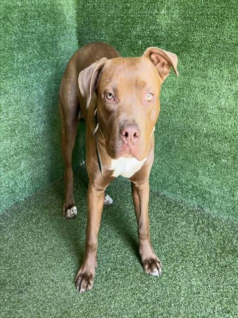 AnimaLancaster's tweet image. #A5768501
Male, brown and white American Pit Bull Terrier
10 months old.
PetHarbor.com/pet.asp?uaid=L…