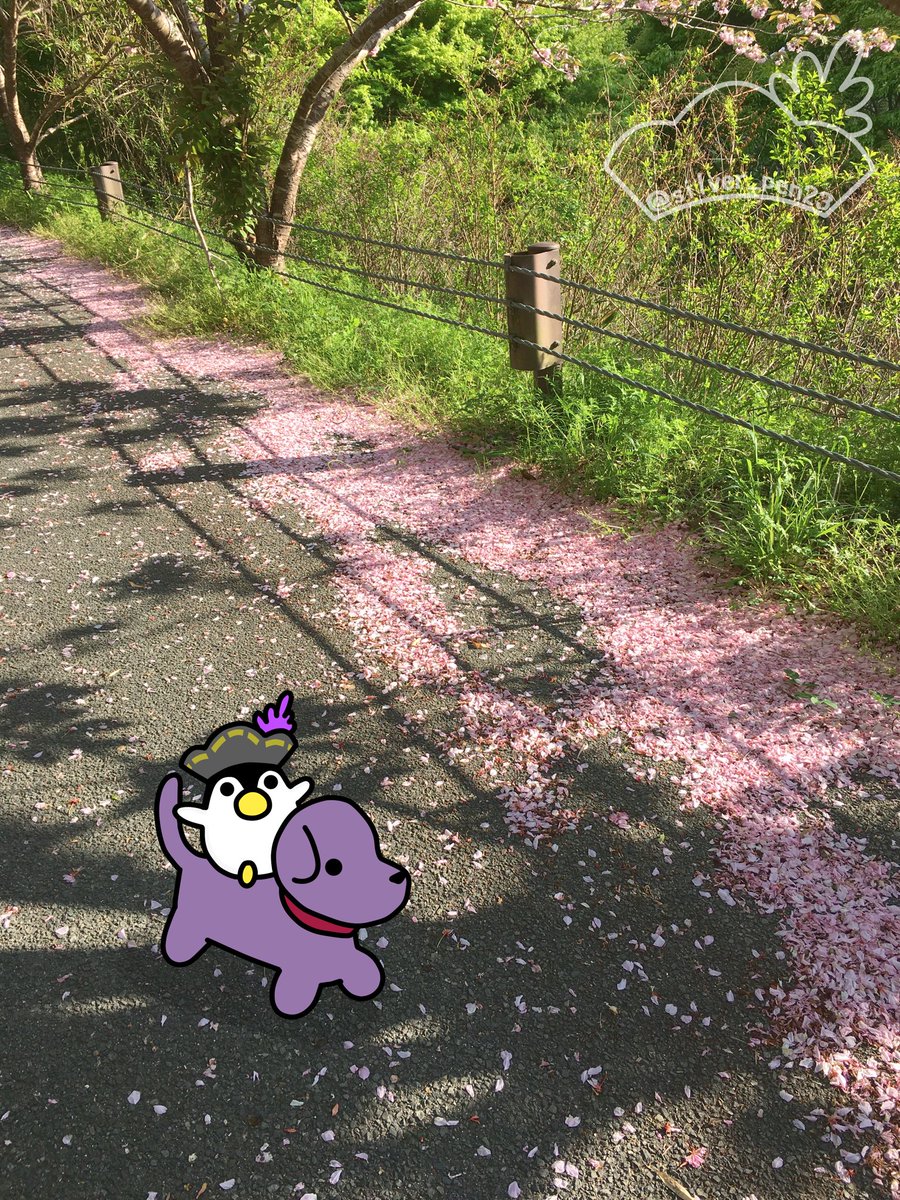 シルバーくん tweet media