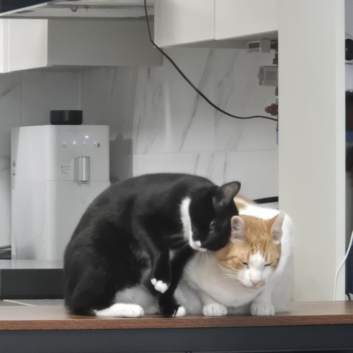 뚜식과 찰밥(주짓수를 해보세요) tweet media