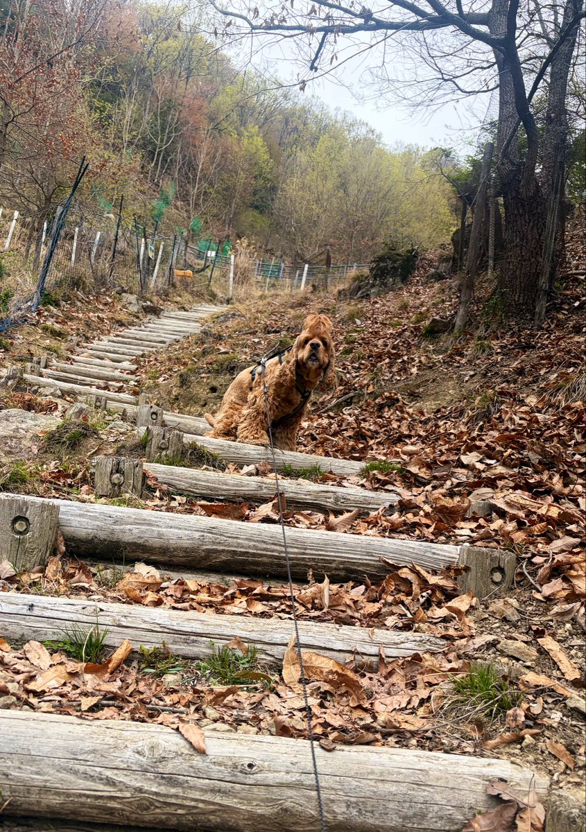 トニー tweet media