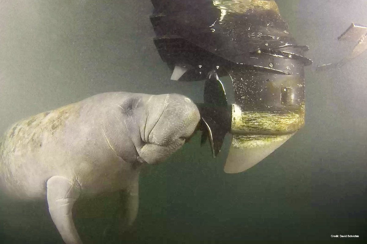 Dr Tom Montgomery tweet media