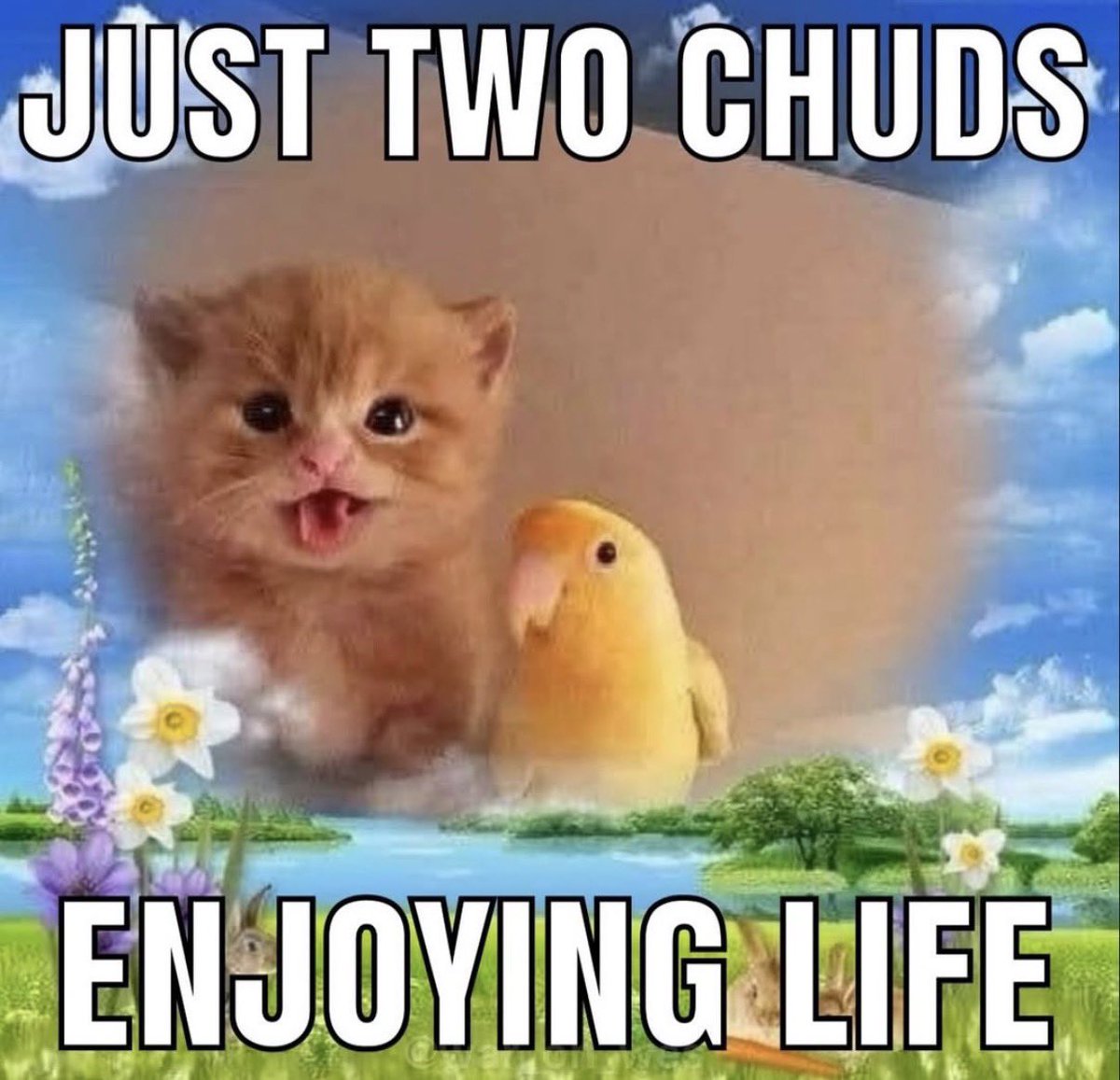 mogii এ tweet media