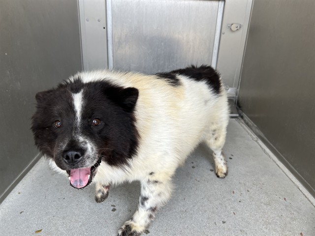 AnimaLancaster's tweet image. #A5768508
Female, black and white Chow Chow
2 years old.
PetHarbor.com/pet.asp?uaid=L…