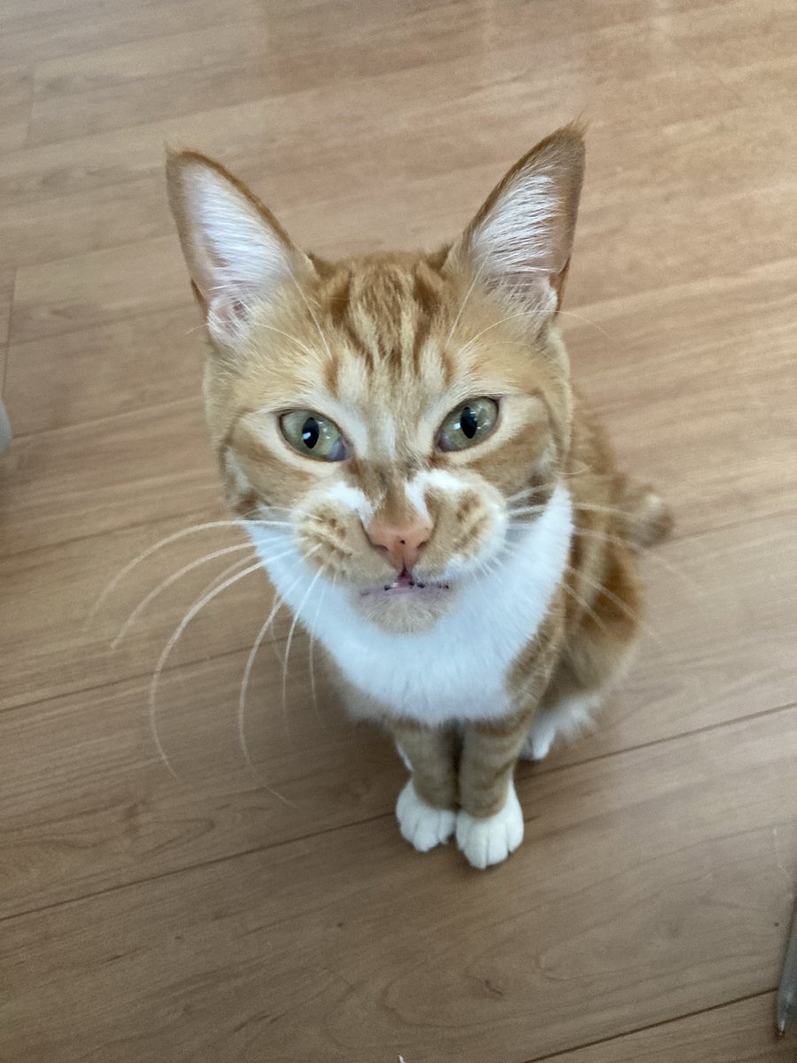 EVjotaro's tweet photo. あくび🥱が出る直前の瞬間を撮ることができました。🤭

#cat #あくびが出る瞬間 https://t.co/Uf4y9SRNAD