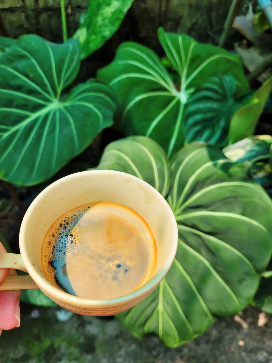 Sylar2501's tweet image. Chào buổi sáng... à nhầm, sắp trưa luôn rồi! Cày cuốc đến tận 3h sáng thì ly cà phê giờ này mới thực sự là cứu tinh để đánh thức cơ thể.
🌿 Thiên nhiên cân bằng lại áp lực của công việc.
#FreelancerLife #WorkLifeBalance #BiophilicDesign #CremaPerfect