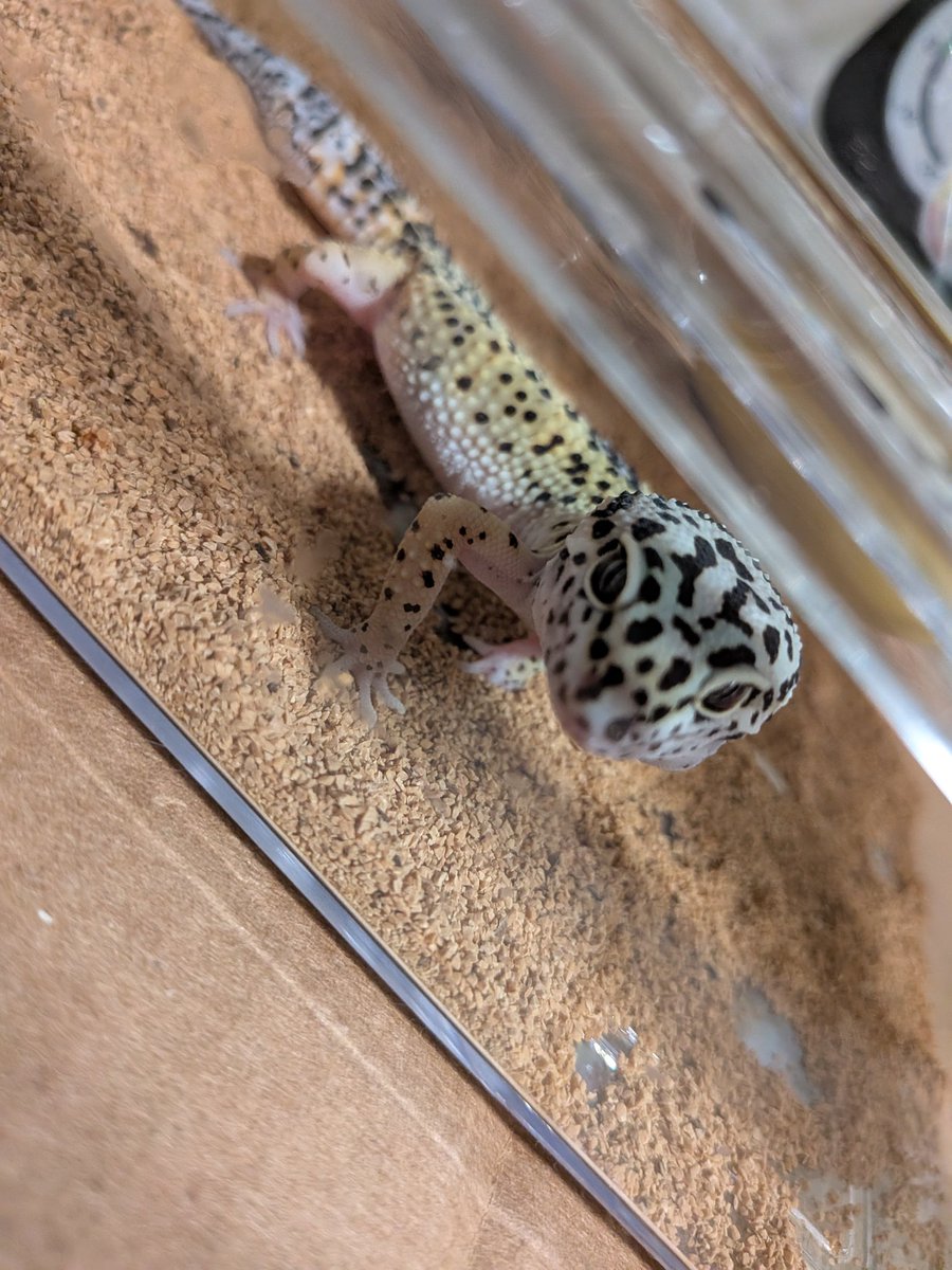 みさきち tweet media