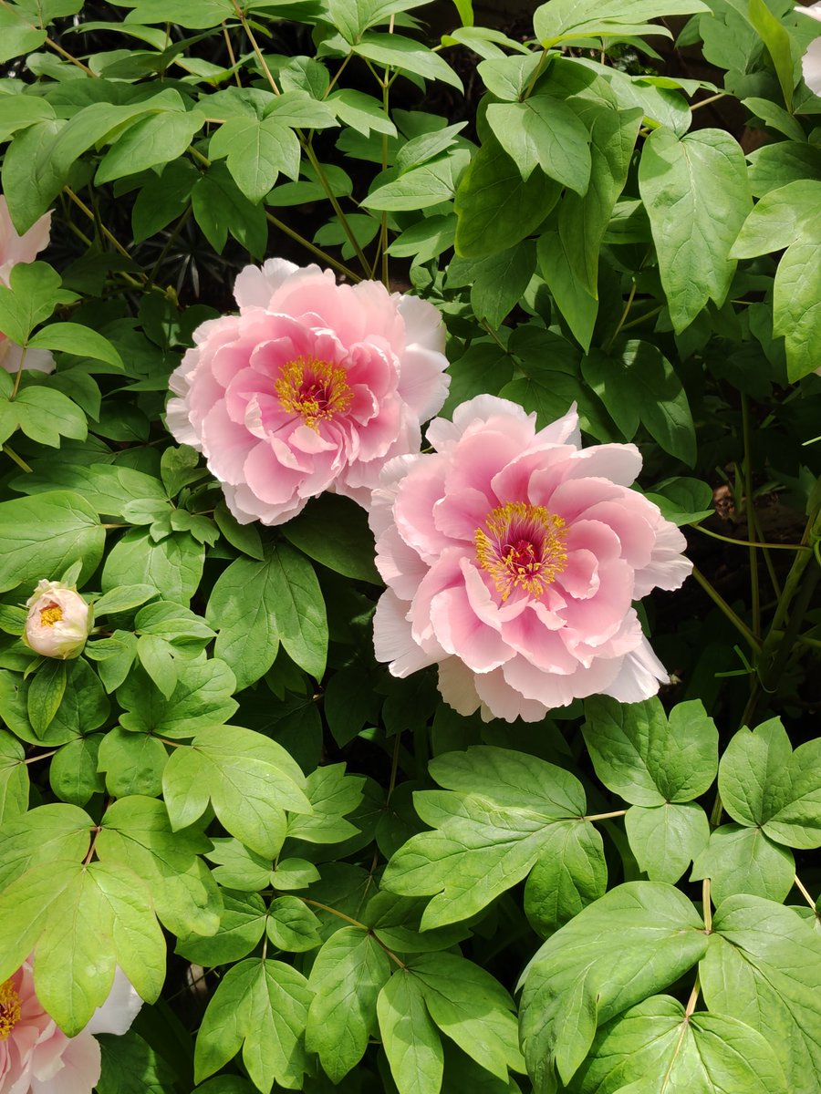 今年も、オットが丹精している牡丹が咲いた。