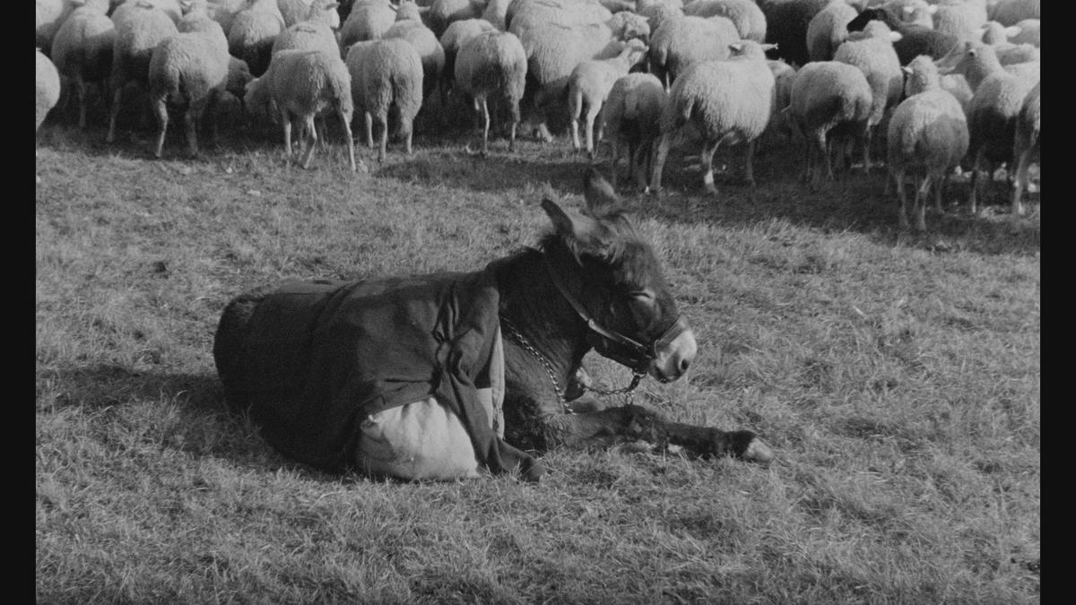 Torrent Film Fest tweet media