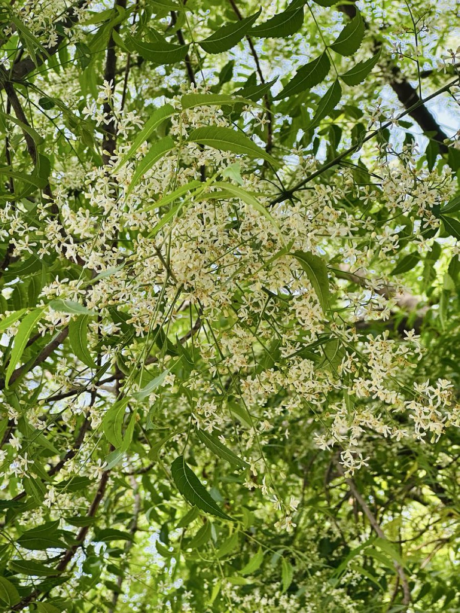 Ramesh Pandey tweet media