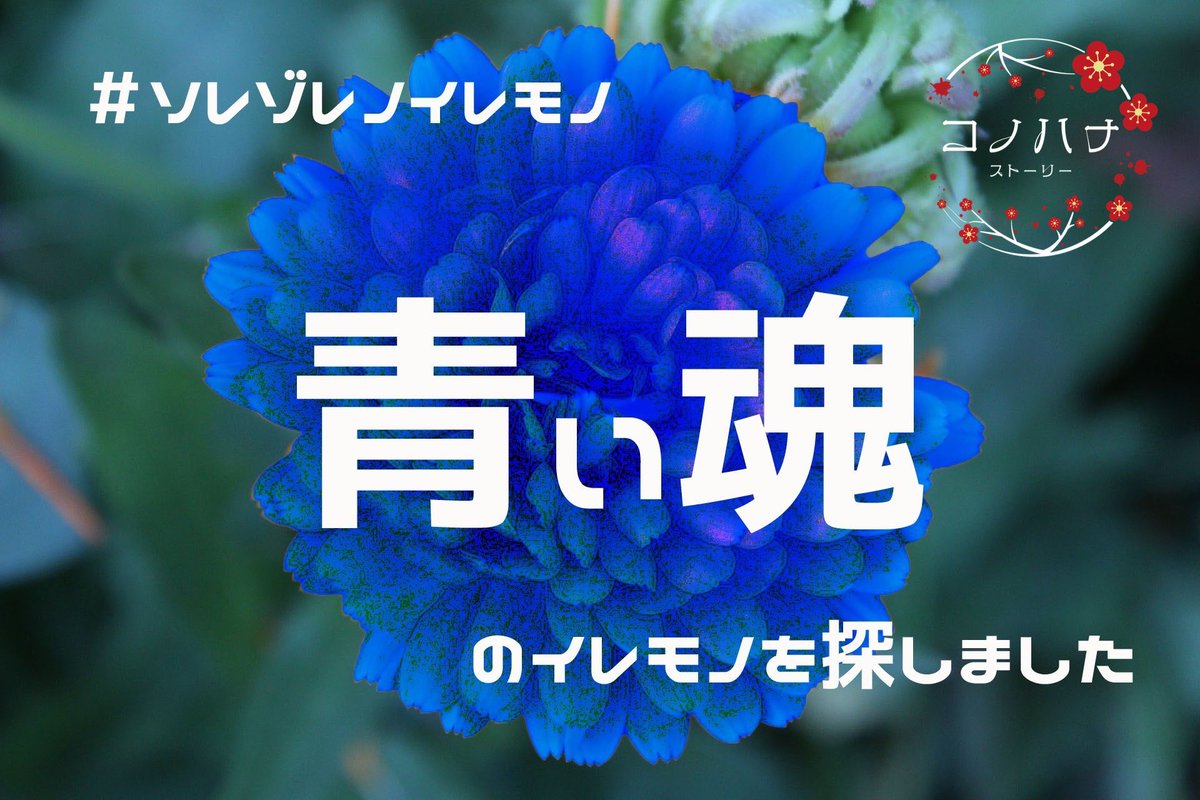 あんこ@新規6〜8月基本オンライン🙏 tweet media