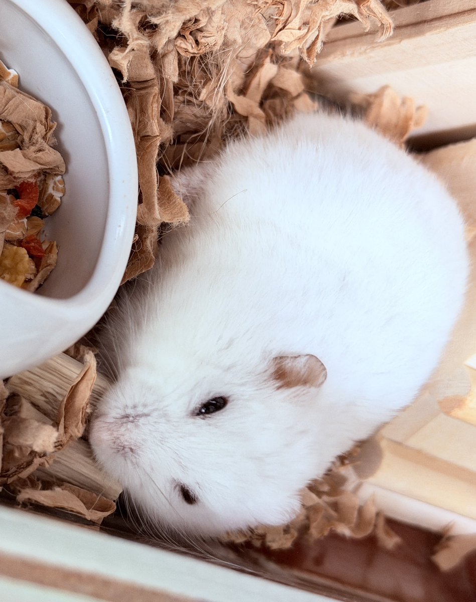 狐ラッセル🦊 tweet media