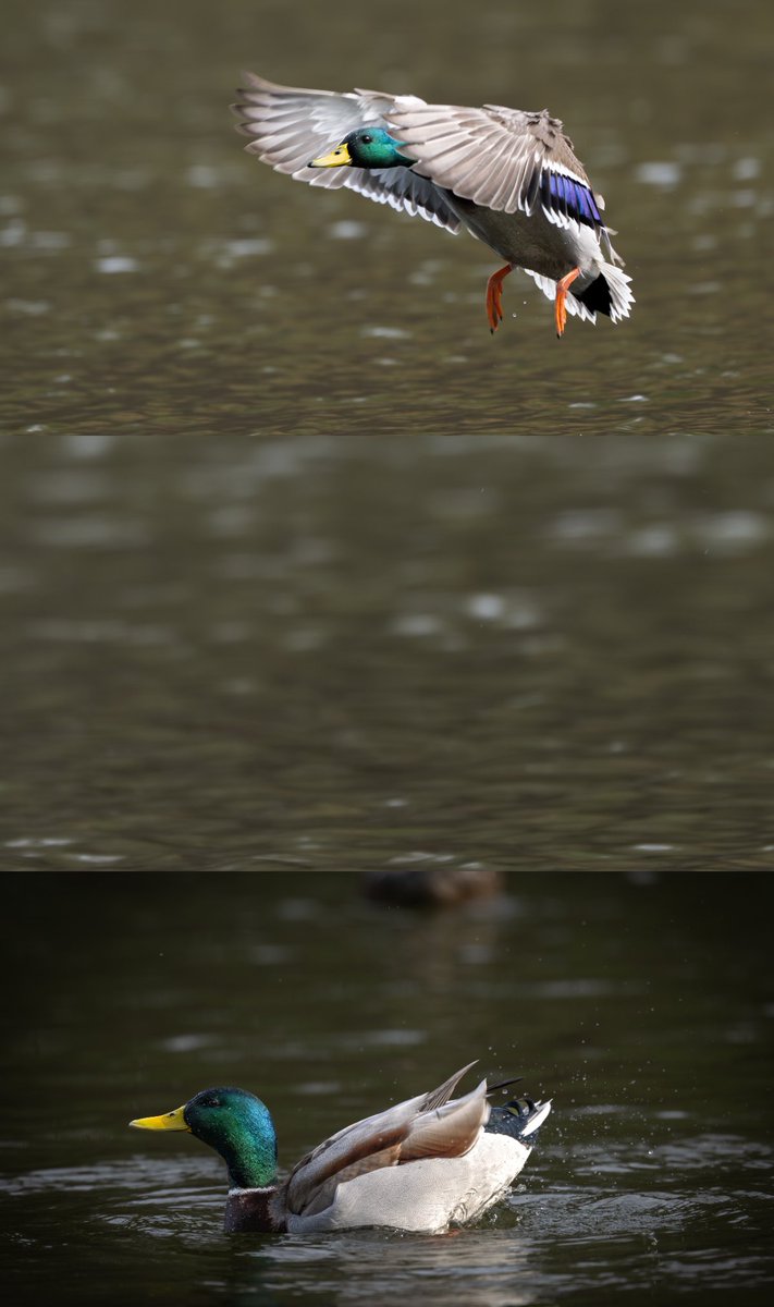 sharakuleo15's tweet image. 力強い羽ばたき
※タップしてみてね🙌
#野鳥
#マガモ
#Nikon
#Z9
#z600mmf4tc
#私とニコンでみた世界