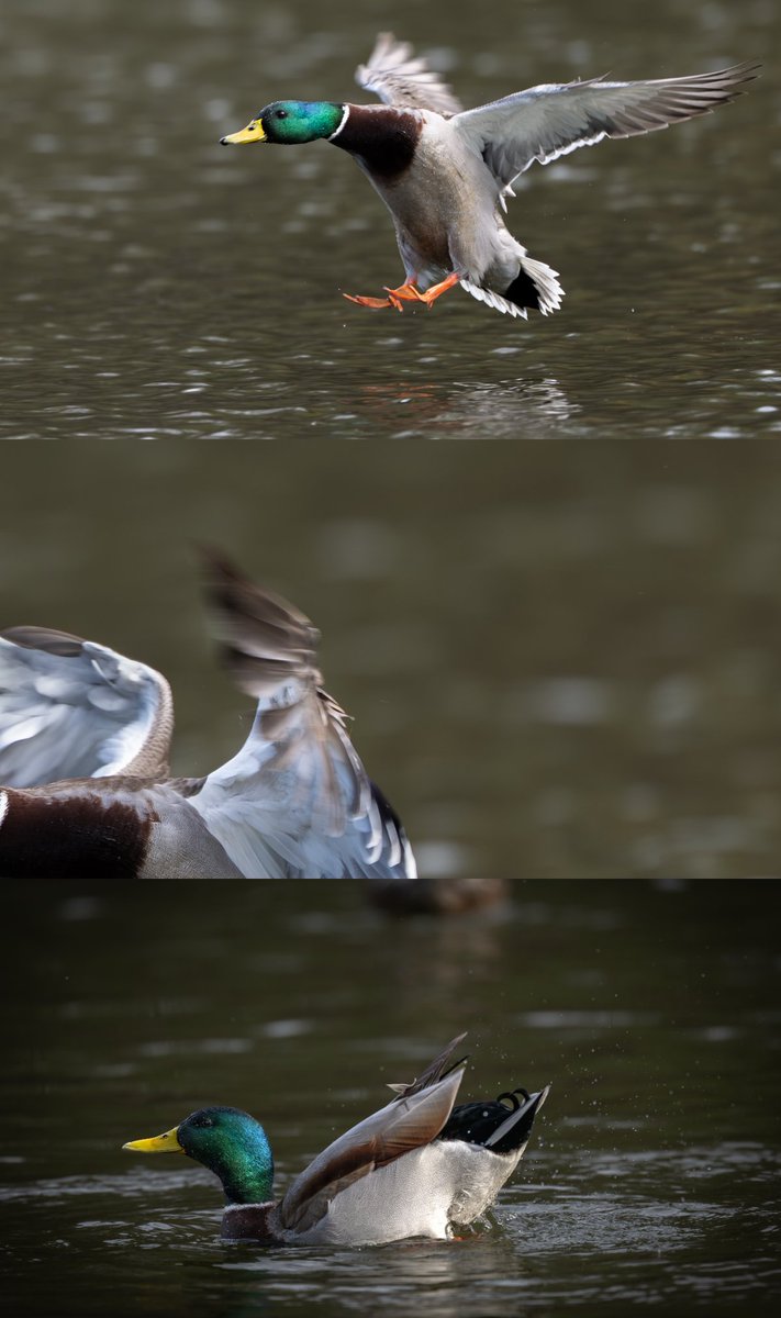 sharakuleo15's tweet image. 力強い羽ばたき
※タップしてみてね🙌
#野鳥
#マガモ
#Nikon
#Z9
#z600mmf4tc
#私とニコンでみた世界