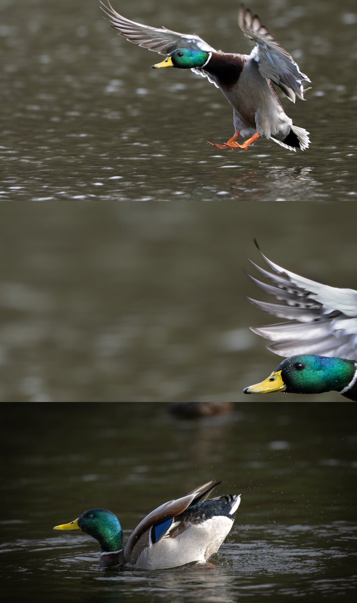 sharakuleo15's tweet image. 力強い羽ばたき
※タップしてみてね🙌
#野鳥
#マガモ
#Nikon
#Z9
#z600mmf4tc
#私とニコンでみた世界