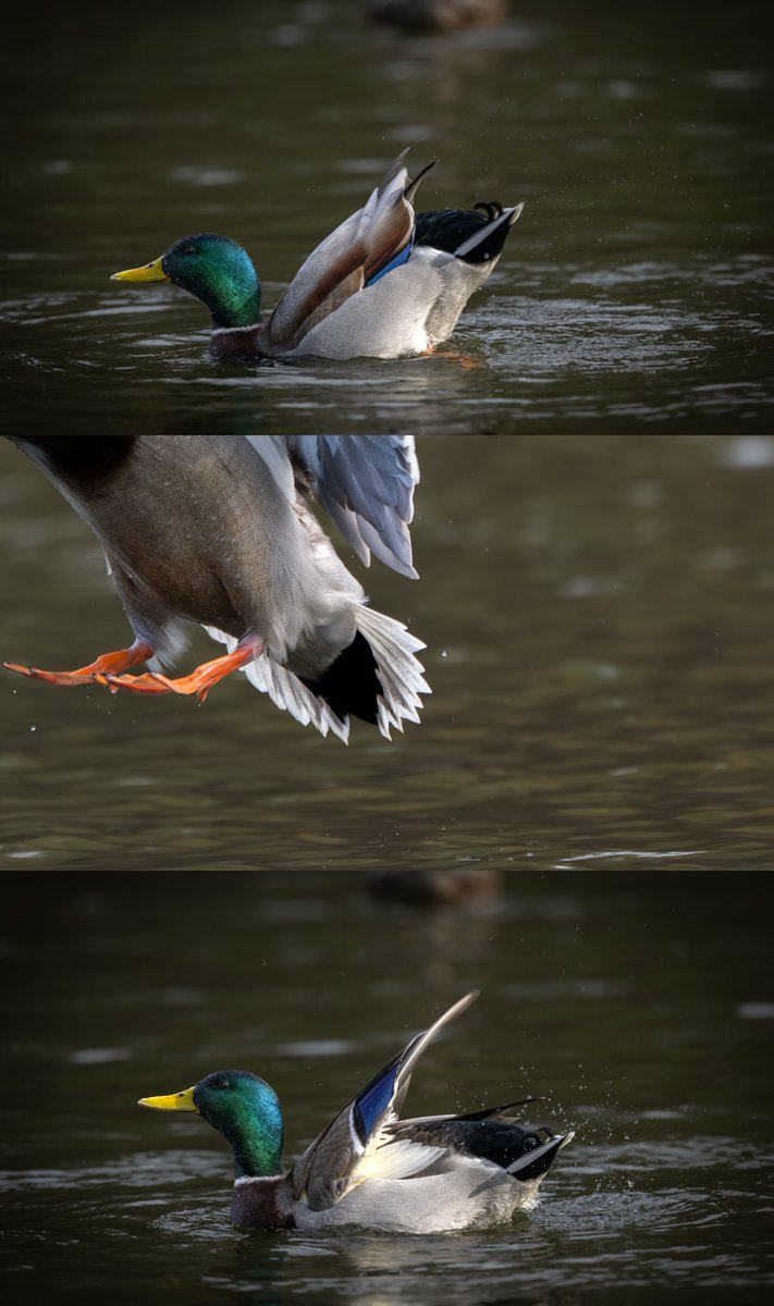 sharakuleo15's tweet image. 力強い羽ばたき
※タップしてみてね🙌
#野鳥
#マガモ
#Nikon
#Z9
#z600mmf4tc
#私とニコンでみた世界