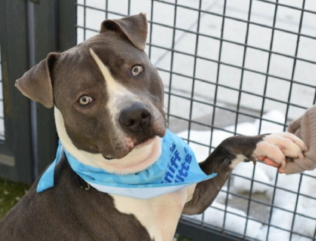 Morgan Fairchild's Dogs tweet media