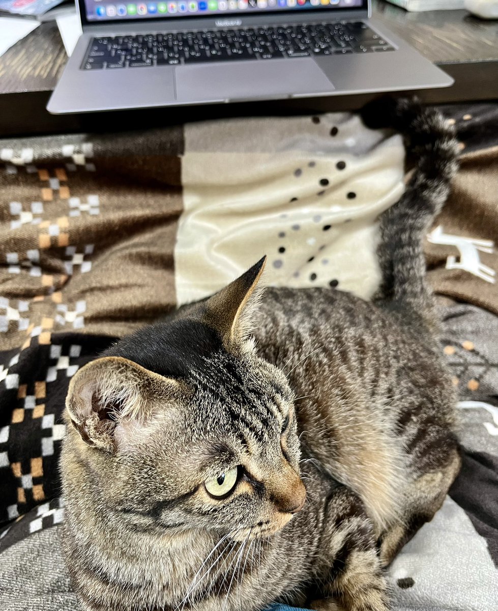 位置的に非常に作業しにくいけど仕方ないな😅
#猫と暮らす幸せ
#キジトラかわいいね