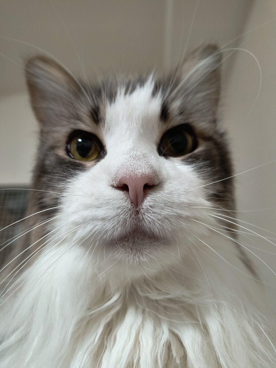 機械系のコーギー提督bot tweet media