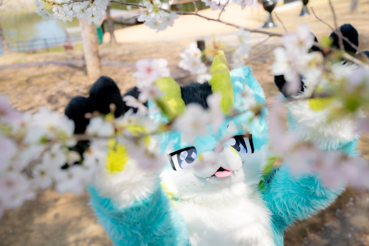 ふぁーすーつふらいでい
 #FursuitFriday