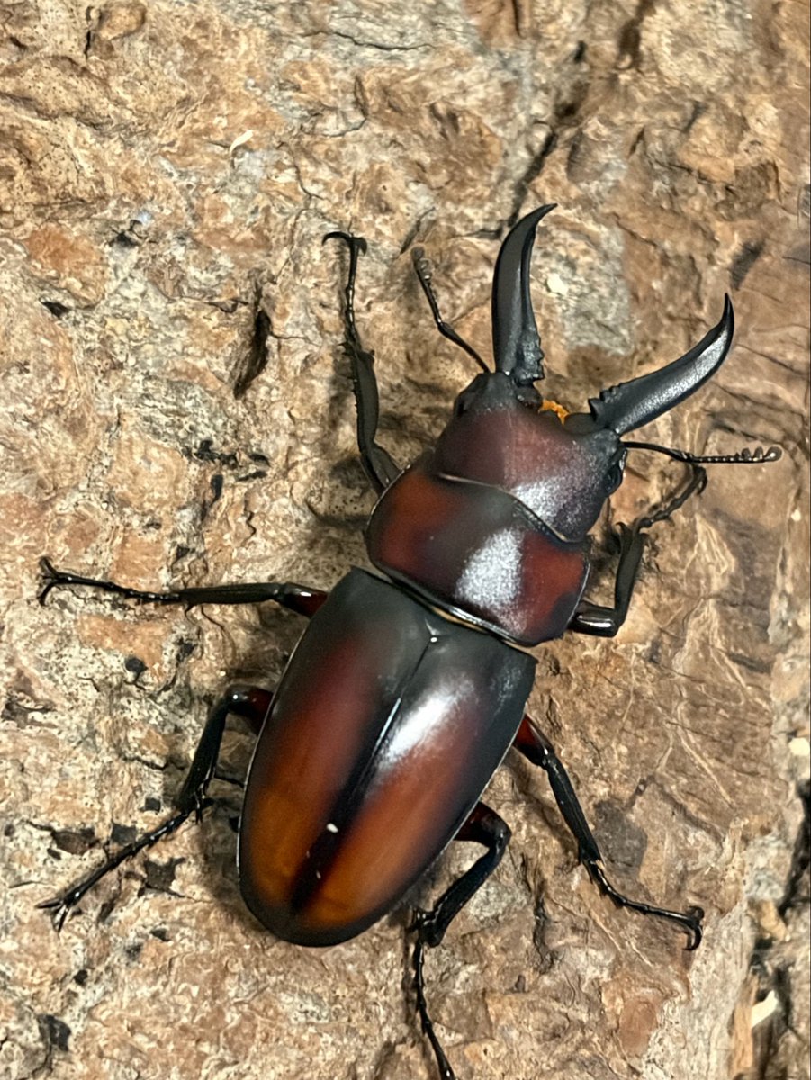 Crazy Scissors tweet media