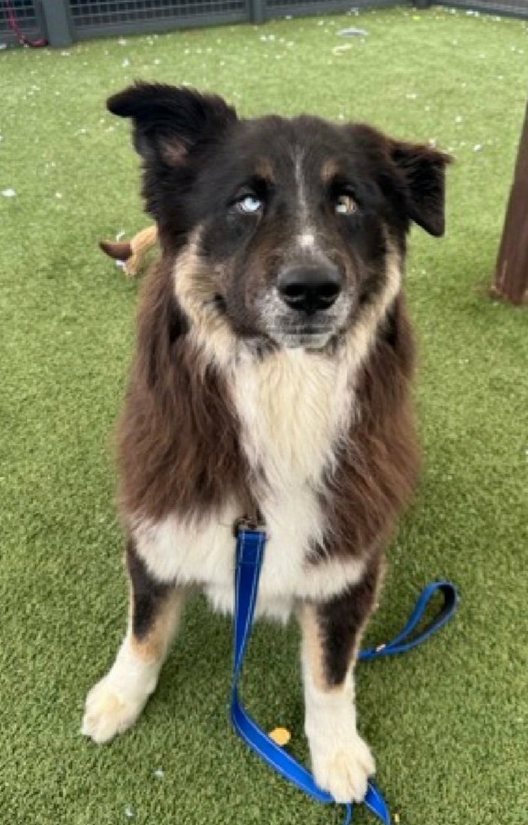 MorgFairsdogs's tweet image. Winter 245780
Relisted TBK 4/11
#NYCACC #AdoptMe 
He is a cute 5 yr old
Has warmed up to handlers 
Sensitive &amp;amp; fearful
Likes slow intros 
Good on leash
Help save Winter!
nycacc.app/browse/245780
#Pledge4Rescue #foster #adopt