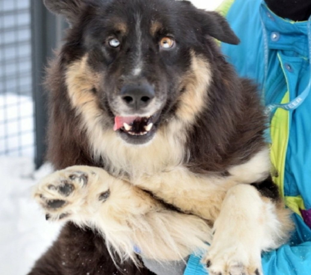 MorgFairsdogs's tweet image. Winter 245780
Relisted TBK 4/11
#NYCACC #AdoptMe 
He is a cute 5 yr old
Has warmed up to handlers 
Sensitive &amp;amp; fearful
Likes slow intros 
Good on leash
Help save Winter!
nycacc.app/browse/245780
#Pledge4Rescue #foster #adopt