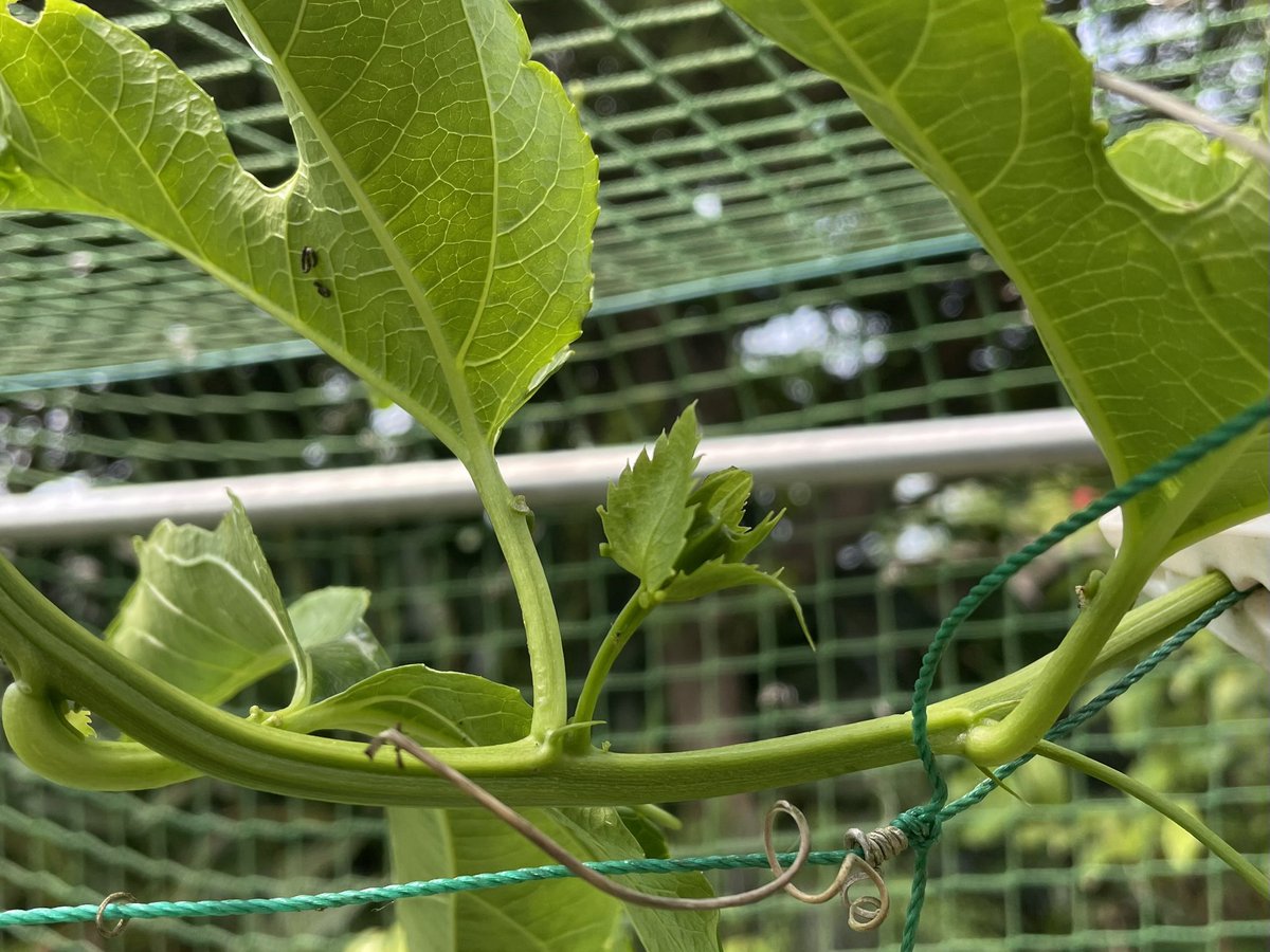 蘇我和太 tweet media