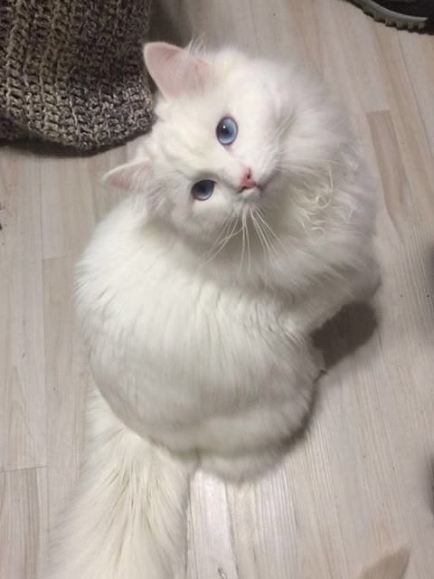 𝑁𝐼𝑉𝐸𝑼𝑺𝑷𝑹𝑰𝑵𝐶𝐸 ❅ tweet media