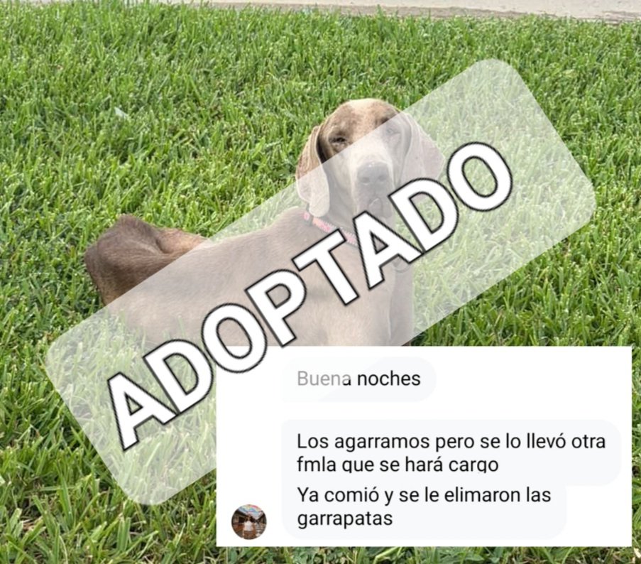 Alerta me perdi tweet media