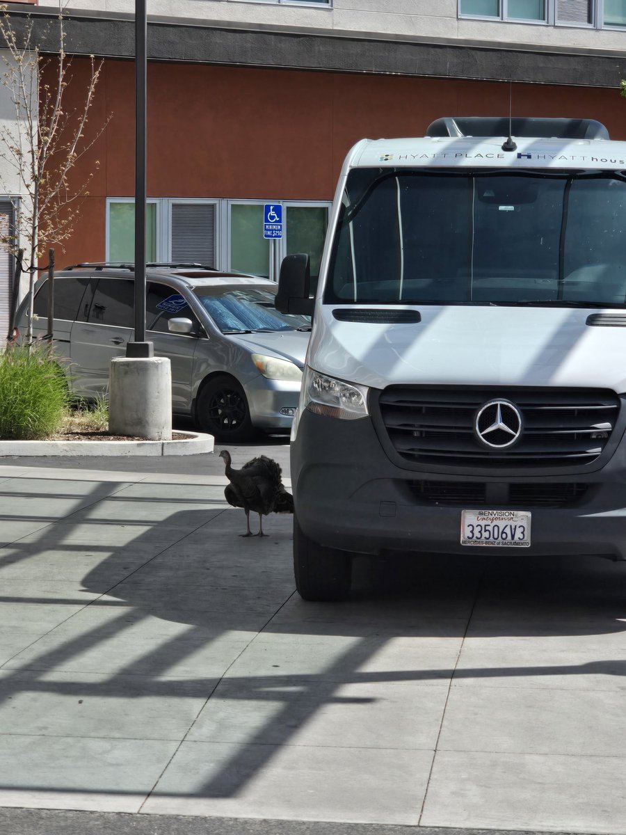 Catfish Hunter tweet media