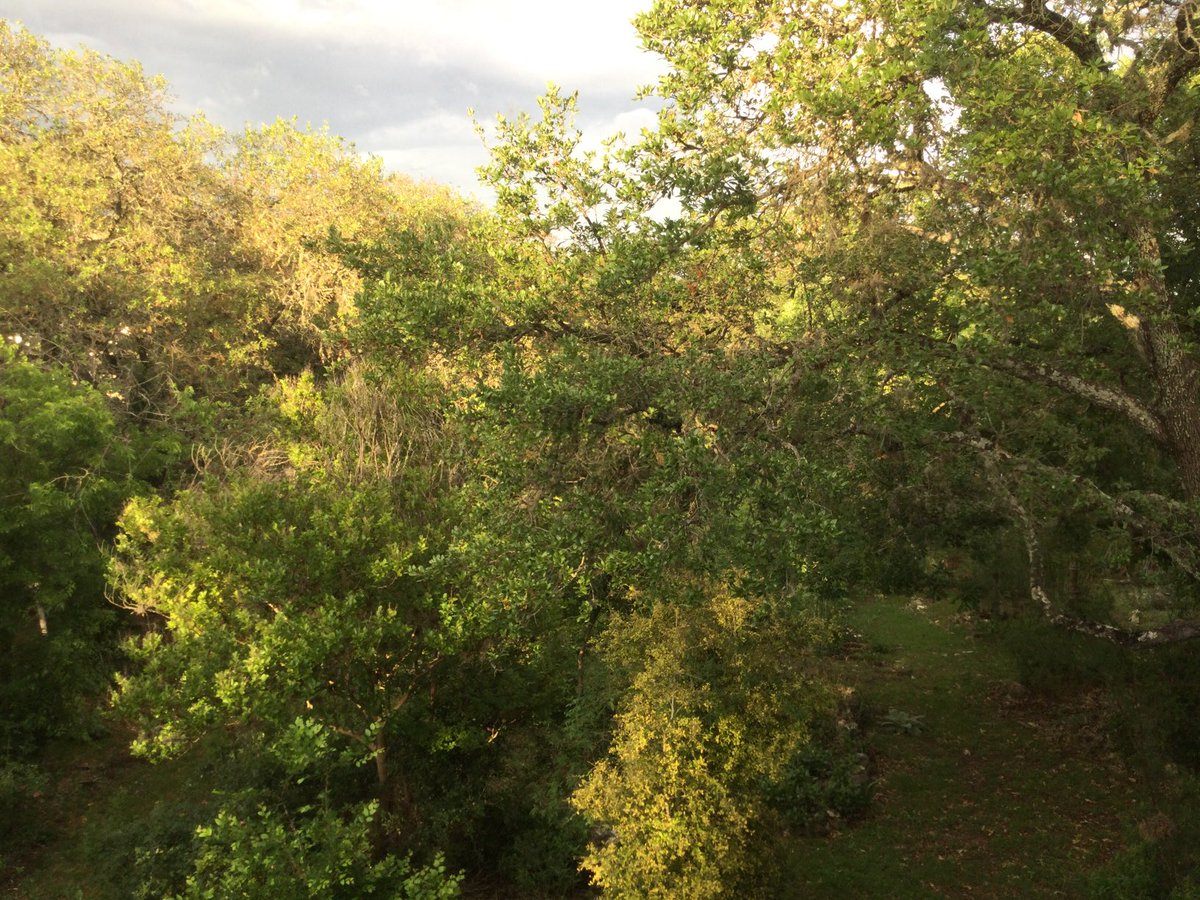 David Baumanm tweet media