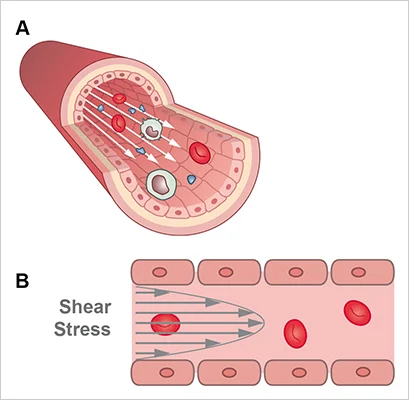 Remnant | MD tweet media