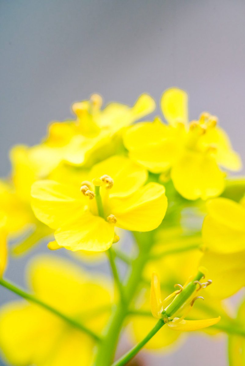 mitsu1805_'s tweet photo. せっかくなので桜以外��💐

📸SONY ILCE-7M4
FE 70-200mm F4 Macro G OSS II 
+ 2XTeleconverter

#みつさんぽ
#大仙公園
#ストリートスナップ
#写真好きさんと繋がりたい
#カメラ好きさんと繋がりたい https://t.co/sAfkZmTFYJ