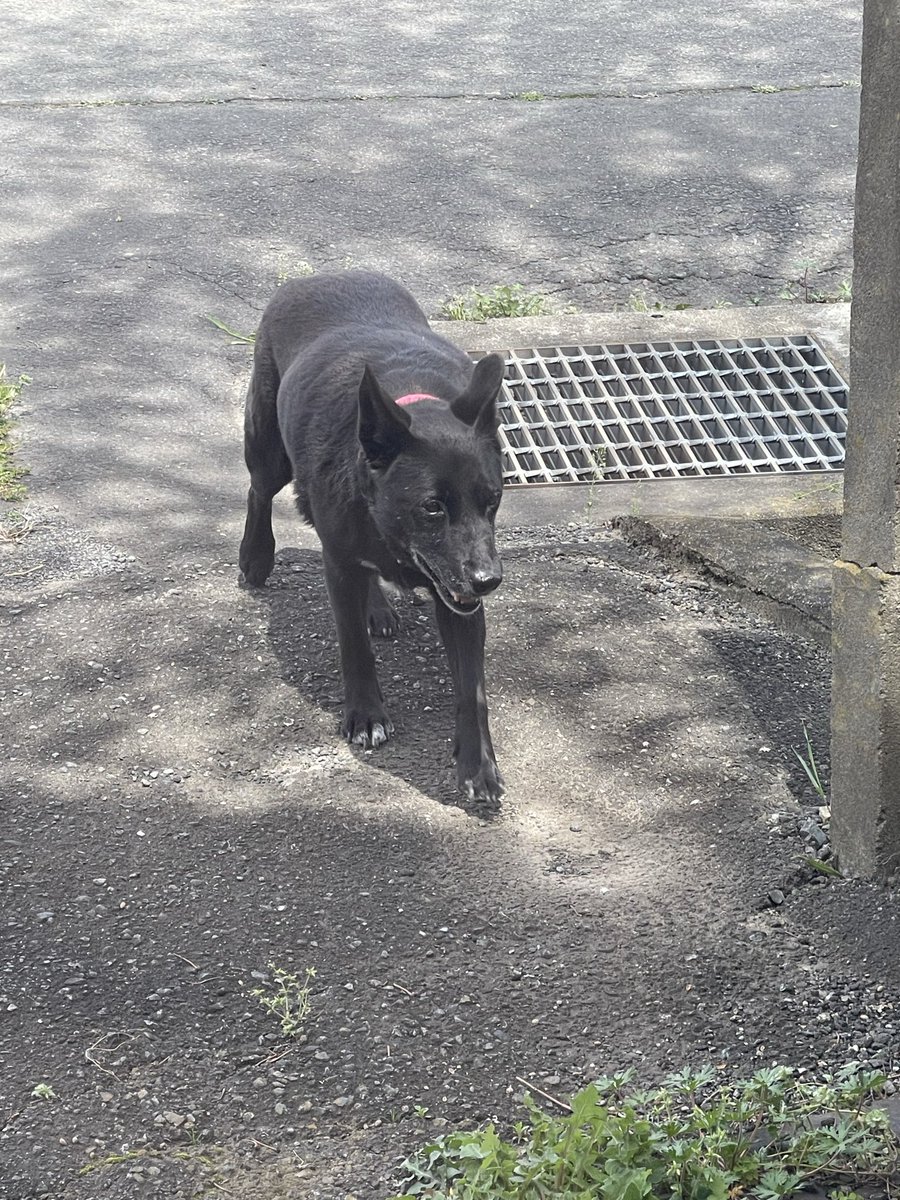 もっち②号 tweet media