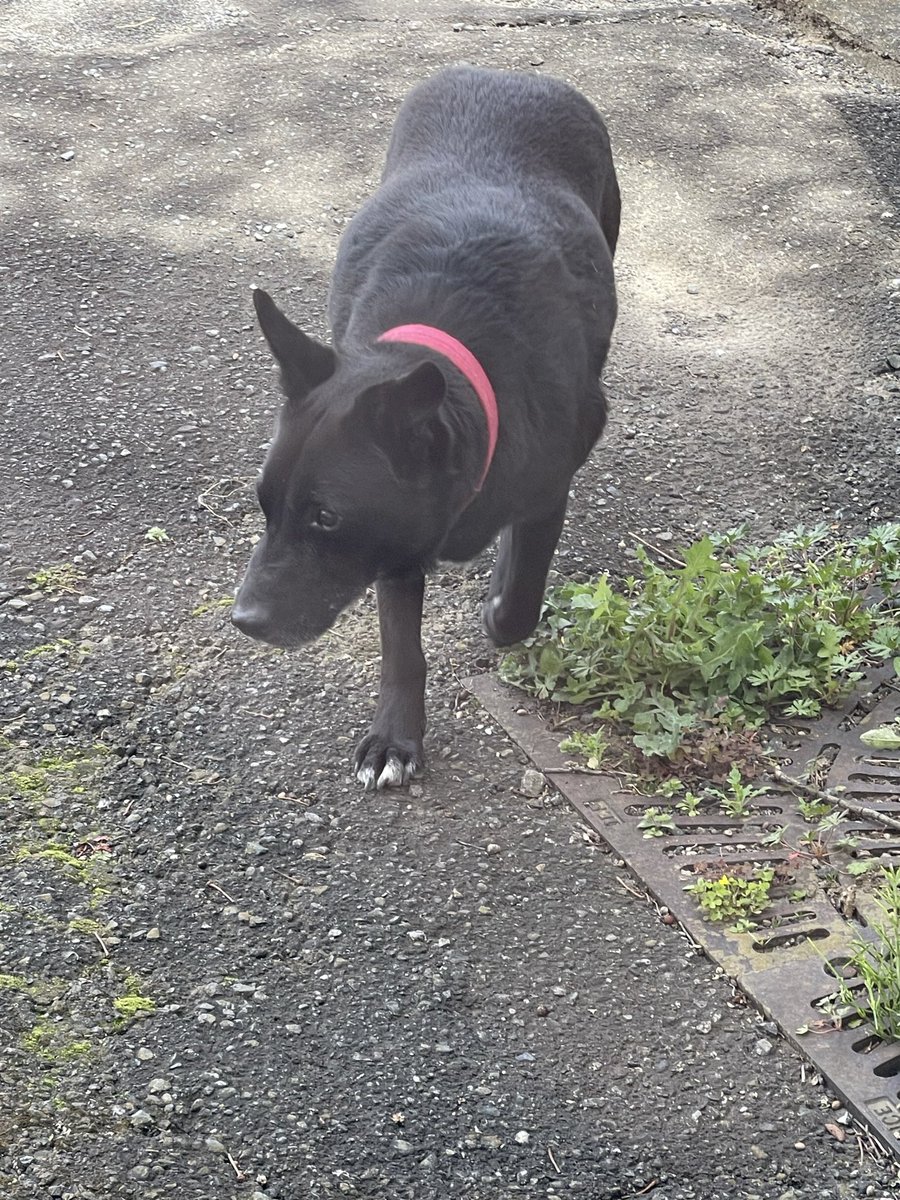 もっち②号 tweet media