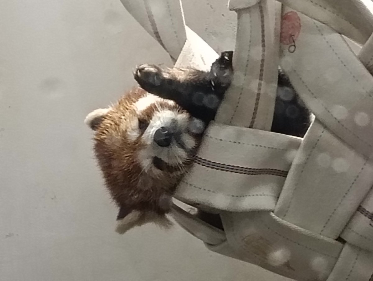 パンダバ tweet media