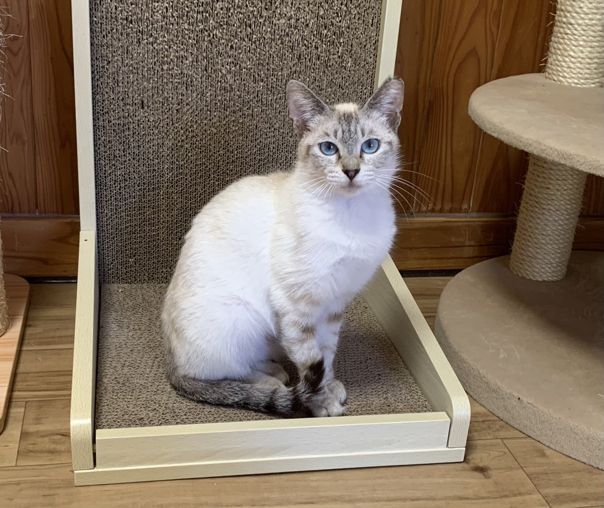 保護猫カフェうたたね tweet media