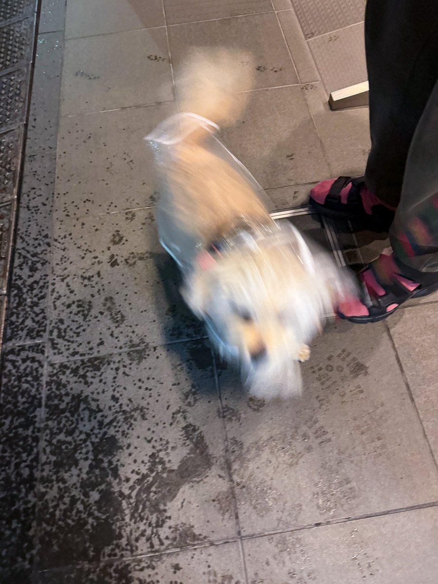 inu_beer tweet media