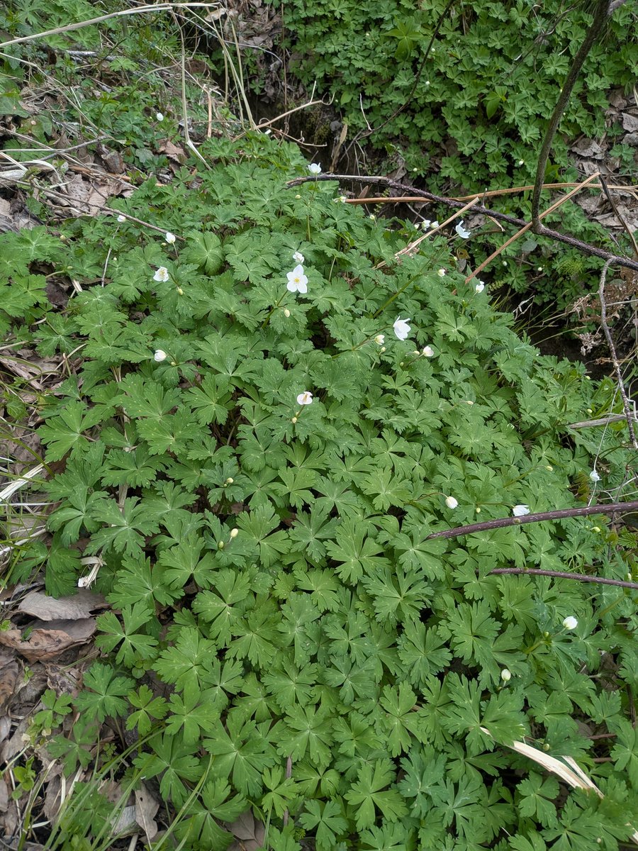 Mobさん tweet media