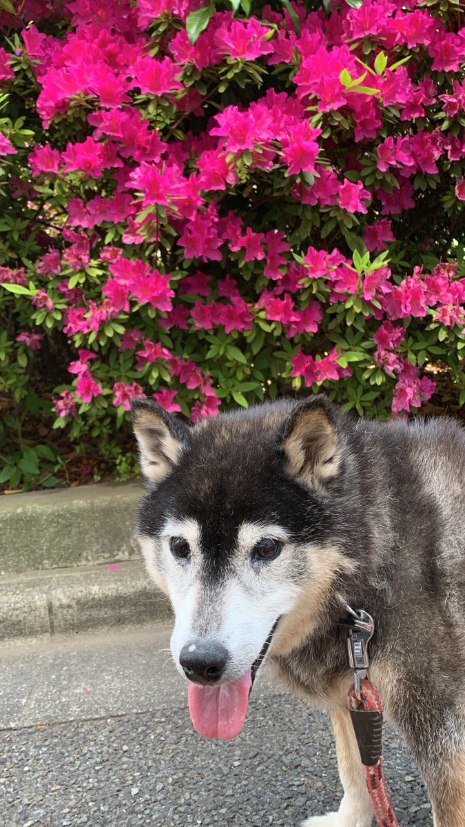 今日で黒柴のシバちゃんがお空に行ってから半年が過ぎました。
昔なら散歩している近所の知らないワンちゃんでもみんな寄ってきてくれたけど、今はすれ違ってもチラッとも見ない😢
シバの匂いが消えてしまったのかな。。会いたいな。
