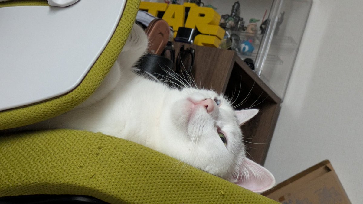 もん⚾️🎮️🐱 tweet media