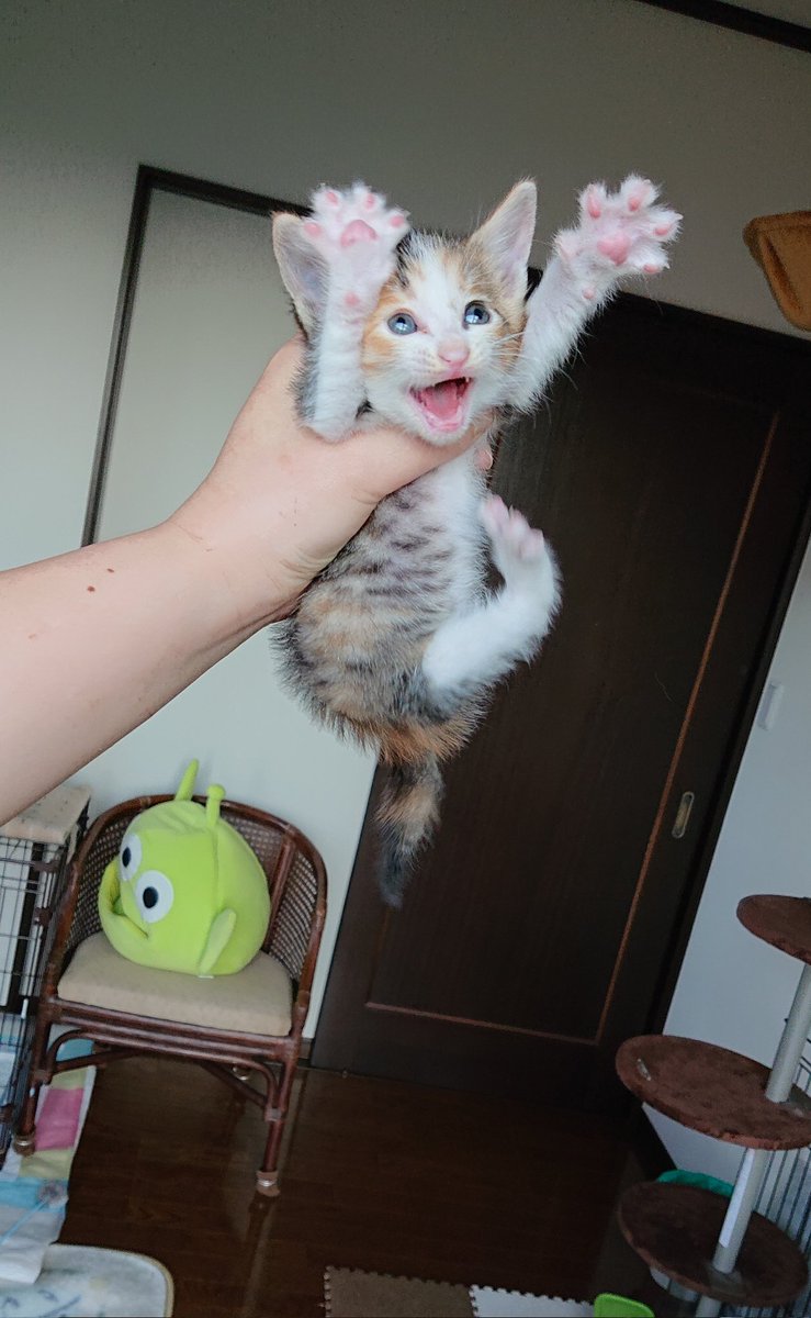 にこちゃまちゃんぬる tweet media