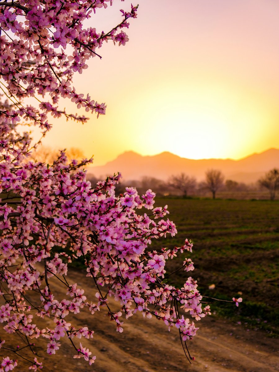 purenature_1's tweet image. Nature beauty ☀️🌸🌼 #flower #sunset