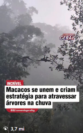 vlessa_xyz's tweet photo. Monkeys in Brazil, building a bridge to escape the rain, 

created a scene that caught the attention of many viewers. 

The video is going viral on Instagram, and we can learn something positive from this narrative.

FUCKING MILLIONS VIEWS

Proff:

7M
https://t.co/hqglamse7i

3M
https://t.co/ZdEtAly11m