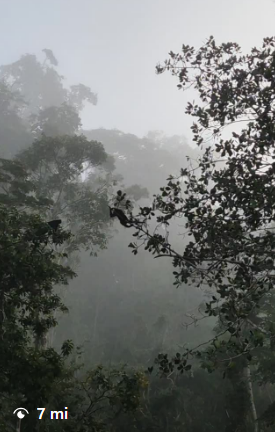 vlessa_xyz's tweet photo. Monkeys in Brazil, building a bridge to escape the rain, 

created a scene that caught the attention of many viewers. 

The video is going viral on Instagram, and we can learn something positive from this narrative.

FUCKING MILLIONS VIEWS

Proff:

7M
https://t.co/hqglamse7i

3M
https://t.co/ZdEtAly11m