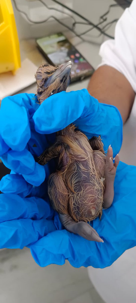 Wildlife Institute of India tweet media