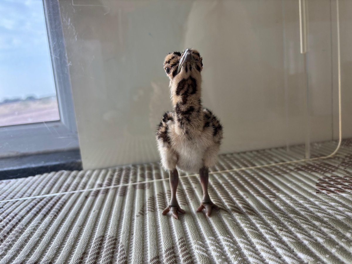 Wildlife Institute of India tweet media