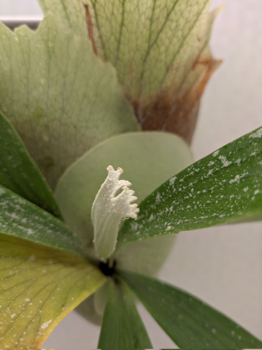 さわえ tweet media