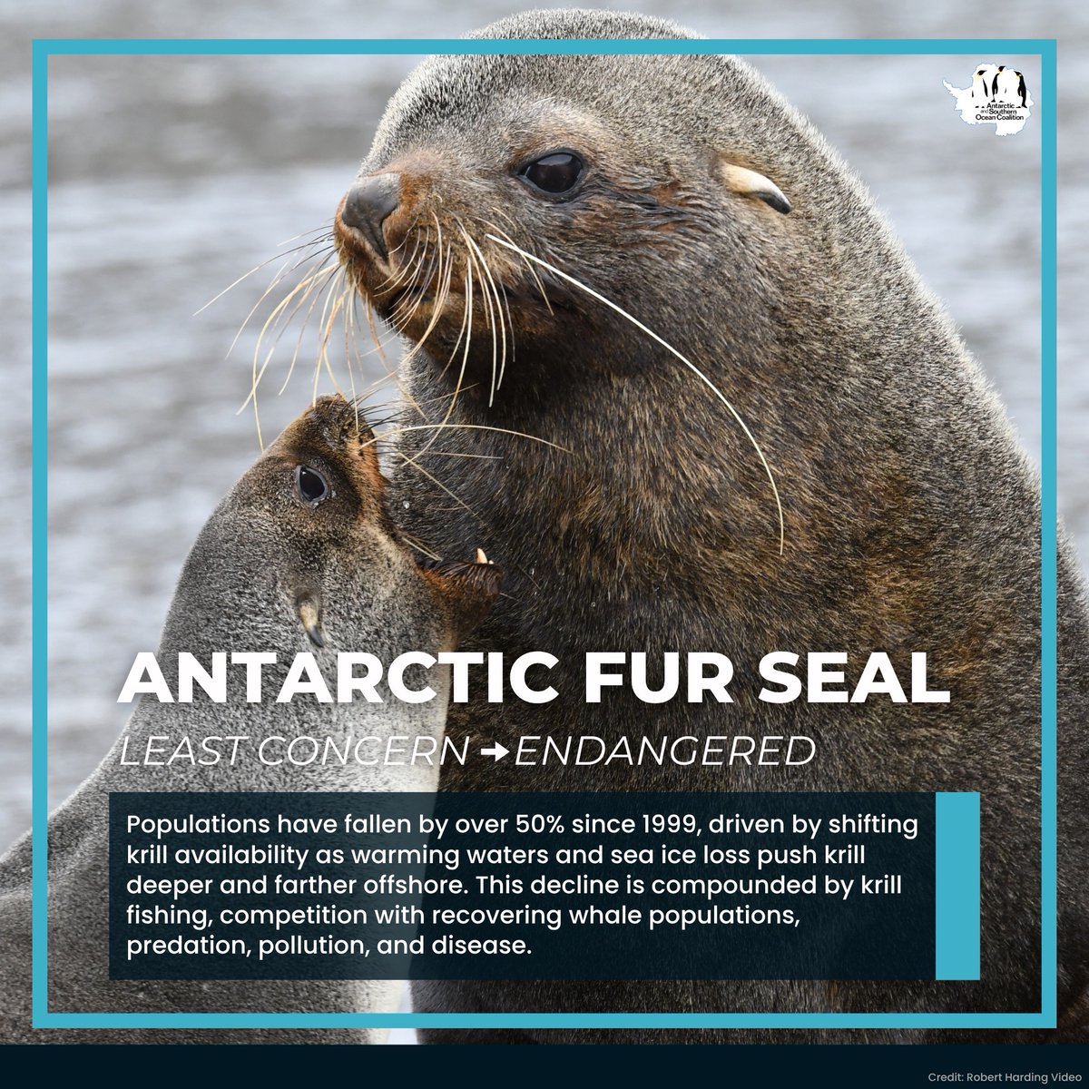 AntarcticaSouth's tweet photo. Three Antarctic species have been uplisted on the IUCN Red List, reflecting rapid environmental change across the Southern Ocean. The need for climate action and precautionary ecosystem management has never been clearer. 🌏
https://t.co/vlo1hXSQ4R https://t.co/d4QSZUdUvN
